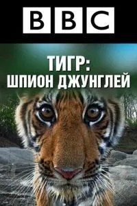 BBC: Тигр - Шпион джунглей (2008)