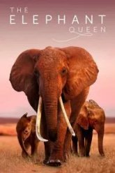 Королева слонов (2018)